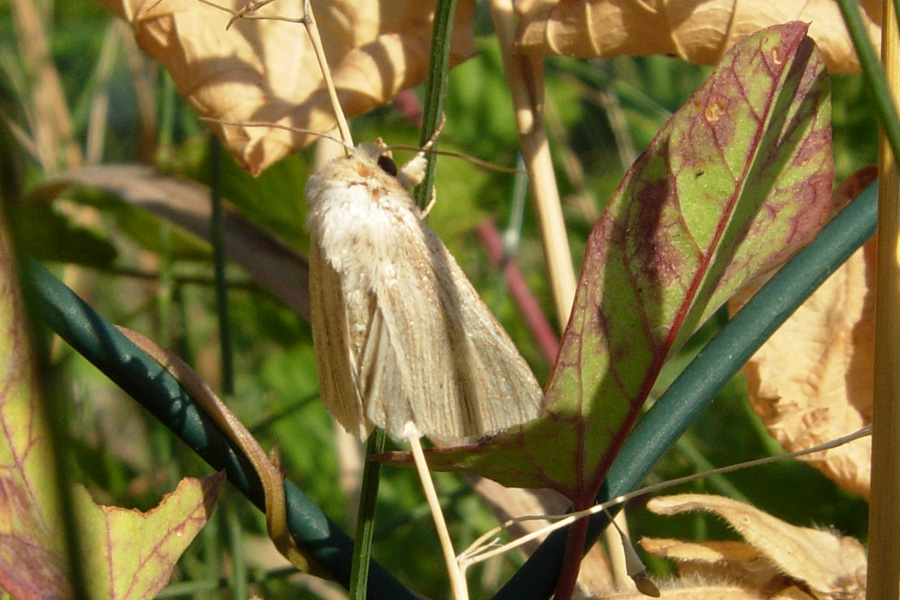 Noctuidae: chiedo una conferma...